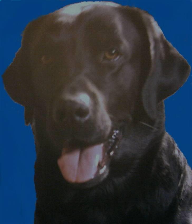 Labrador retriever Akim billede 1