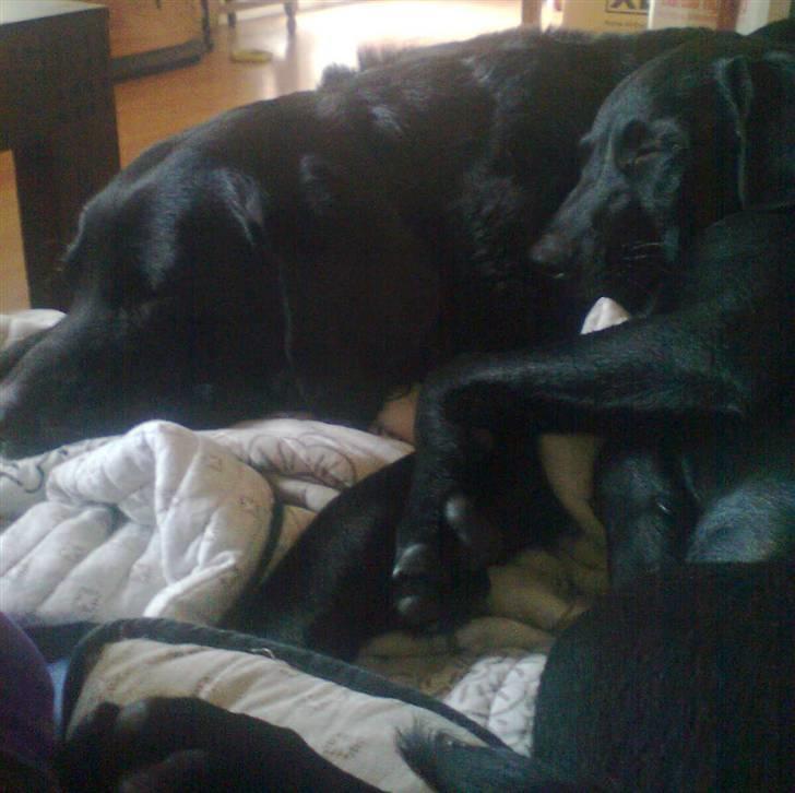 Labrador retriever Akim billede 2