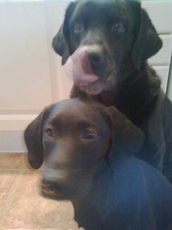 Labrador retriever Akim billede 3