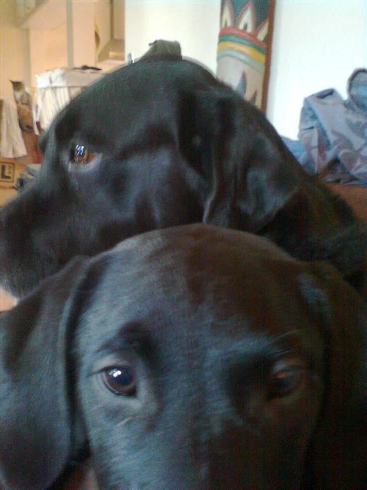 Labrador retriever Akim billede 4