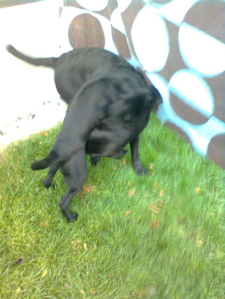 Labrador retriever Akim billede 5