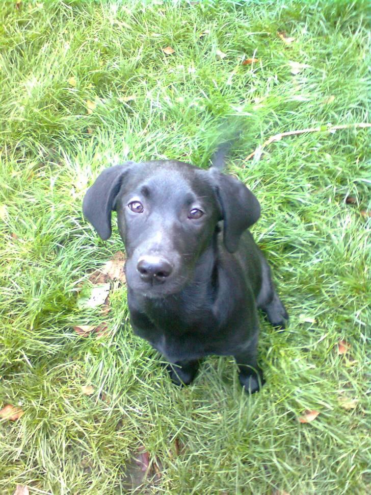 Labrador retriever Akim billede 6