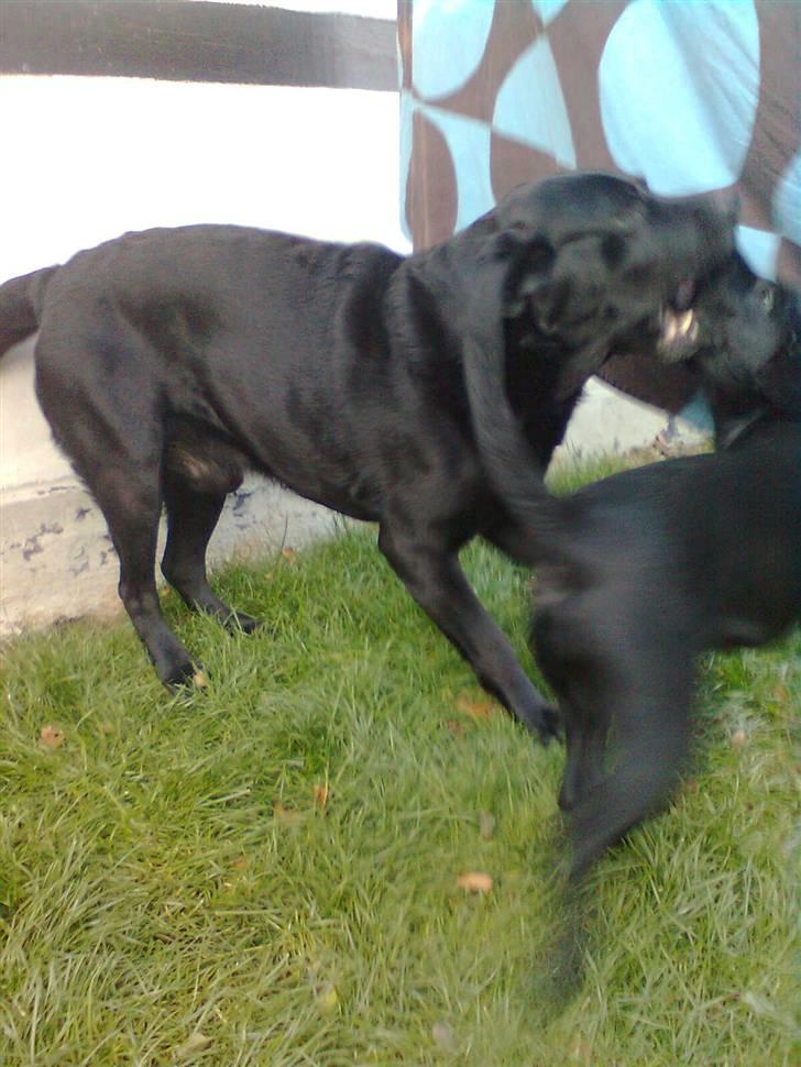 Labrador retriever Akim billede 7