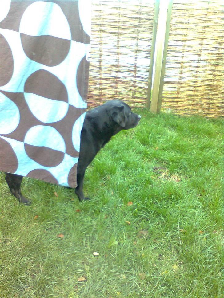 Labrador retriever Akim billede 8