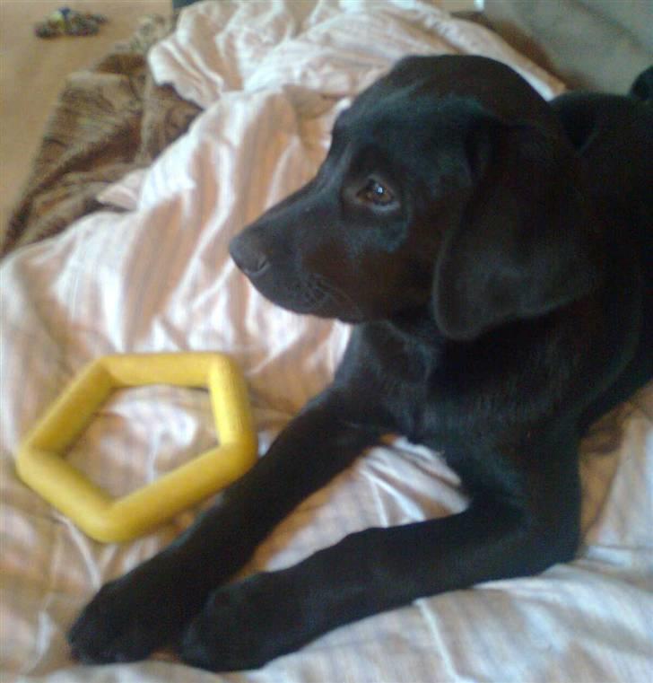 Labrador retriever Akim billede 9