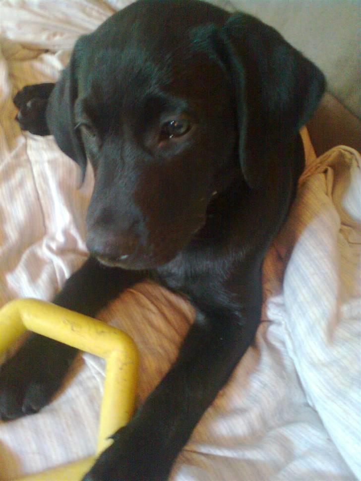 Labrador retriever Akim billede 10