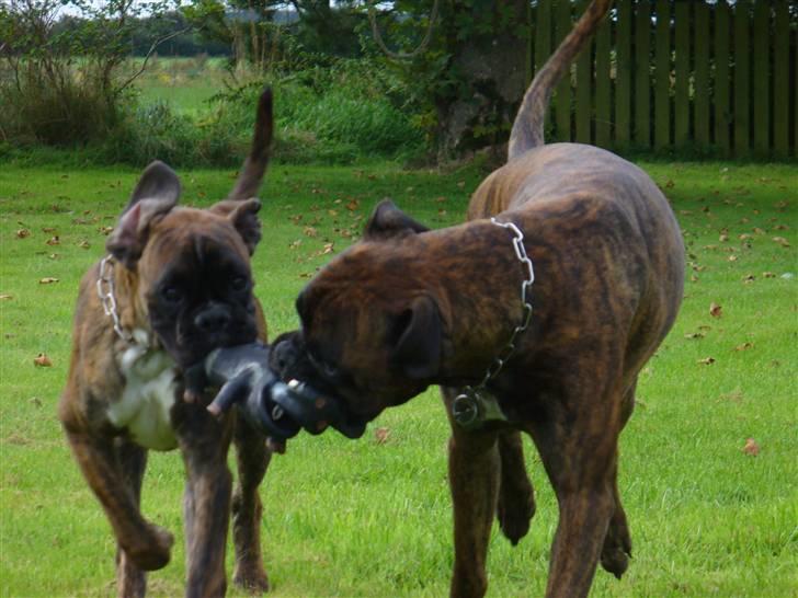 Boxer Bailey - Kan ikke helt finde ud af hvem der skal bide i grisen billede 13
