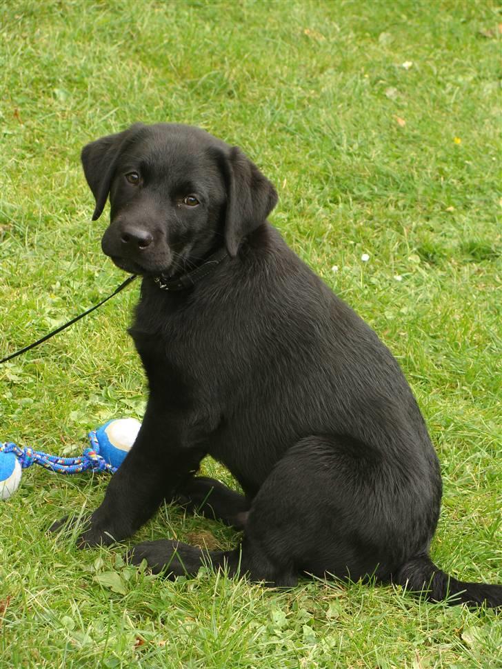 Labrador retriever Buddy billede 13