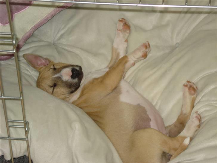 Bullterrier miniature Kaya - Kaya soer trygt og dejligt billede 11