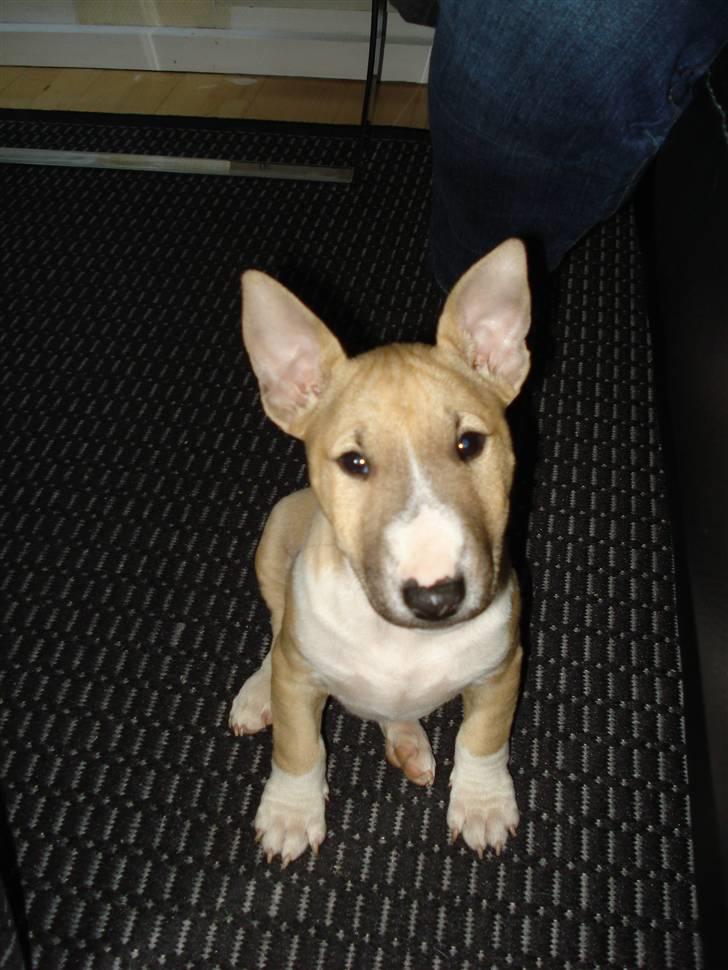 Bullterrier miniature Kaya - Hun er så fin når ørene er løftet billede 12