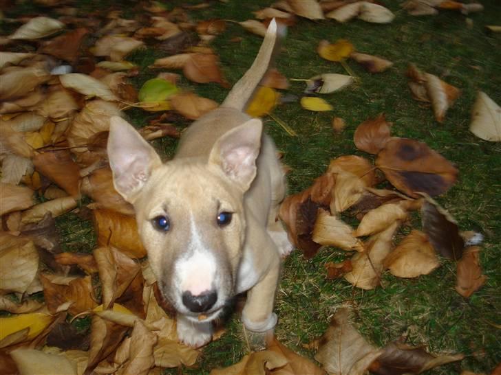 Bullterrier miniature Kaya - Kaya er en tur i de faldende efterårsblade. De er så sjove at hoppe rundt i :) billede 13