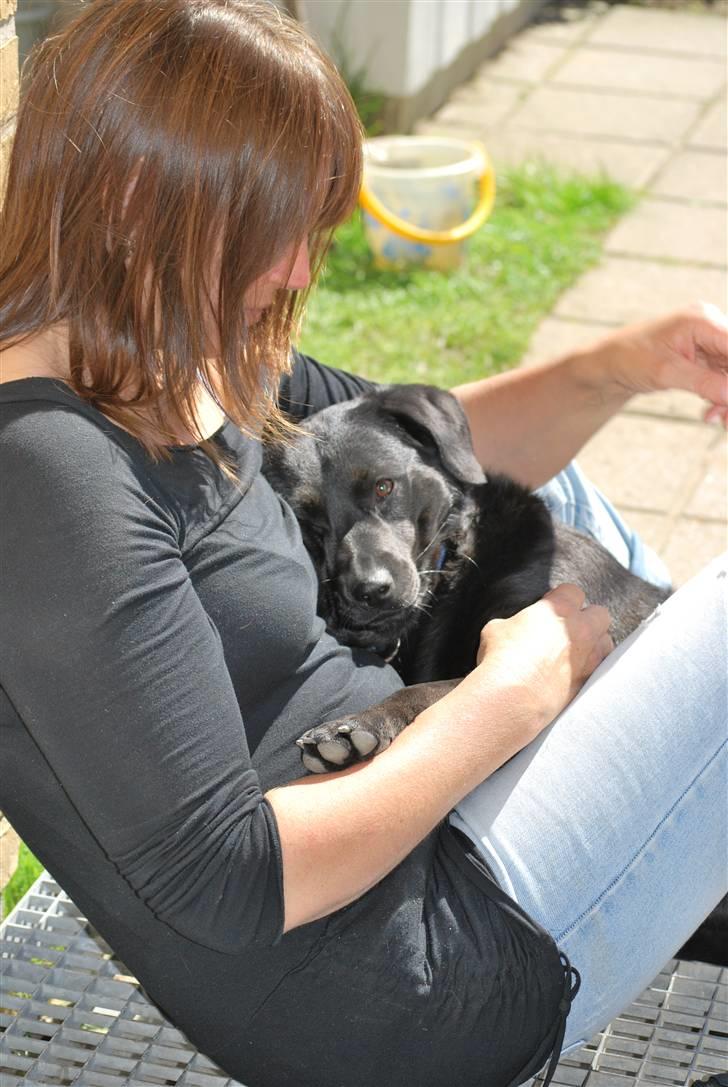 Blanding af racer Tyson - 2/6-2010 billede 11