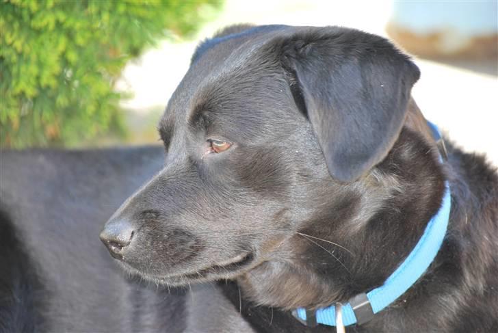 Blanding af racer Tyson - 2/6-2010 billede 12