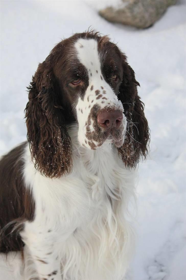 Engelsk springer spaniel Harley - Harley med sin fine nye frakke på.. billede 12