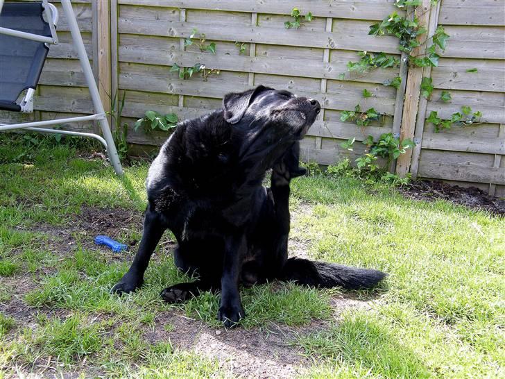 Labrador retriever Buster billede 9