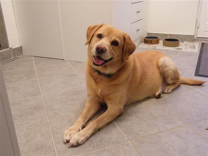 Labrador retriever Buller R.I.P. billede 16