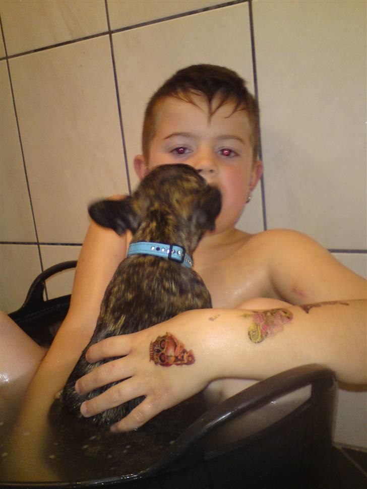 Fransk bulldog ***Pumba*** billede 12