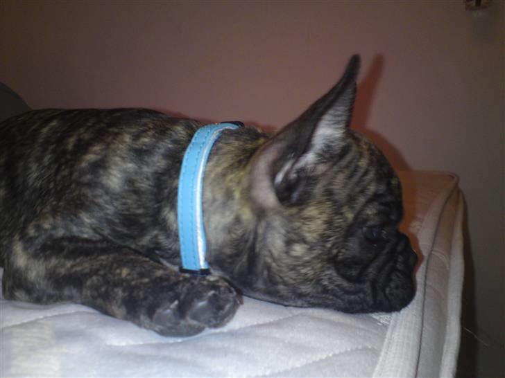 Fransk bulldog ***Pumba*** billede 13