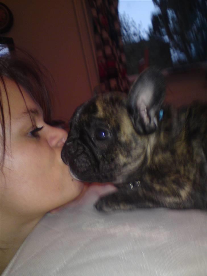 Fransk bulldog ***Pumba*** billede 14