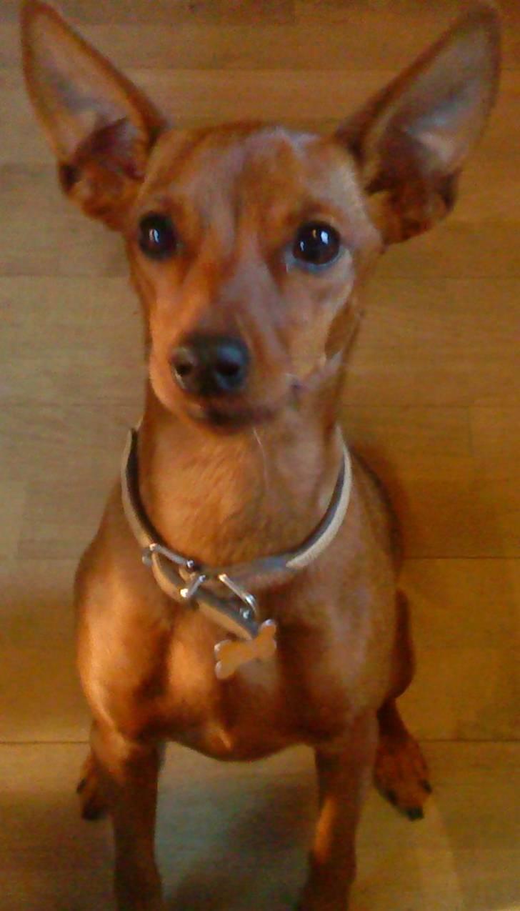 Dvaergpinscher Juno - "Jeg med dig, jeg er Juno" miiin dejlige hund :D billede 1