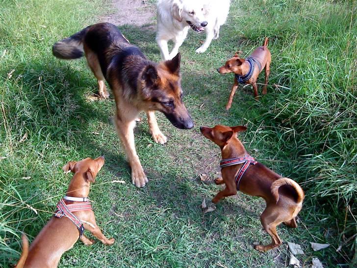 Dvaergpinscher Juno - "Ikke så tæt på, store hund" tænker Juno ^_______^ billede 2