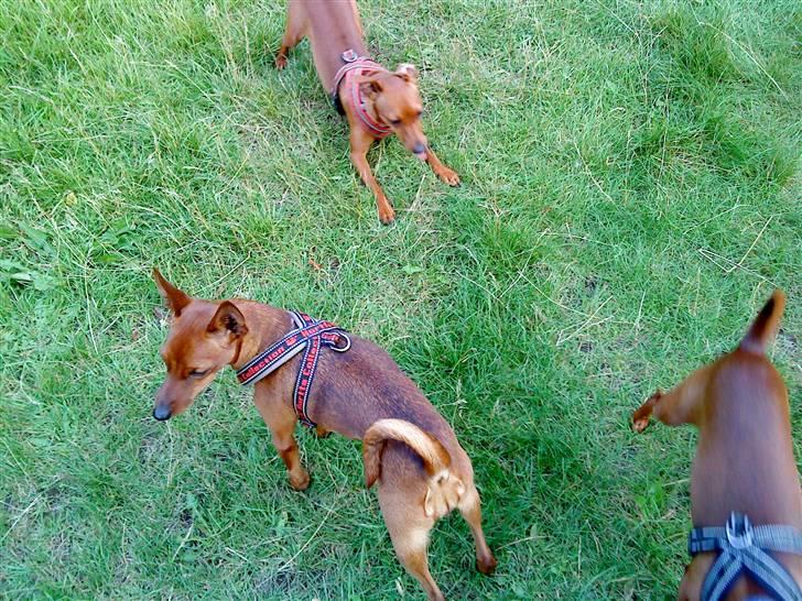Dvaergpinscher Juno - Juno i skoven med de andre :D billede 3