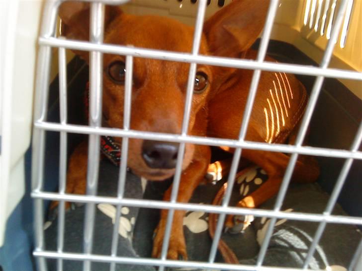 Dvaergpinscher Juno - "Skal vi snart hjem nu?" billede 4