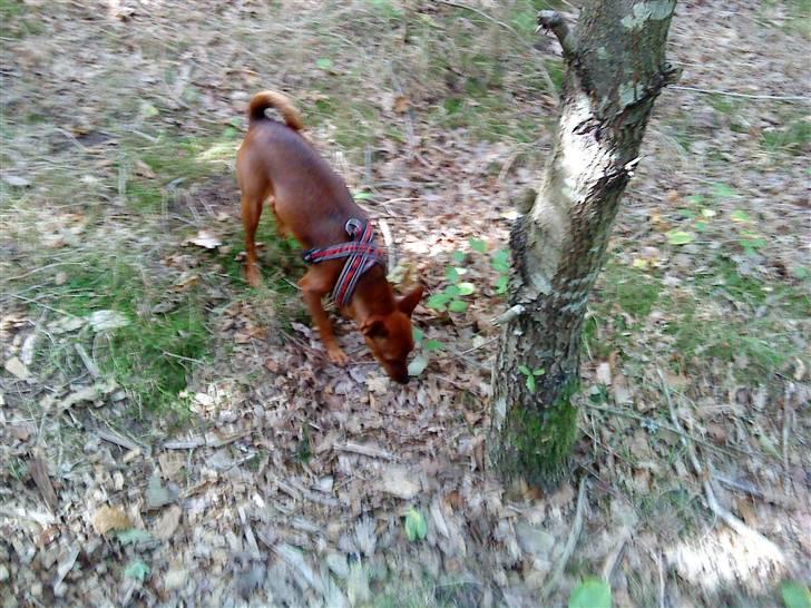 Dvaergpinscher Juno - *snuse, snuse* billede 5