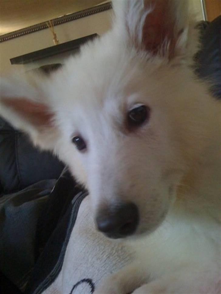 Hvid schæfer Seamus billede 1