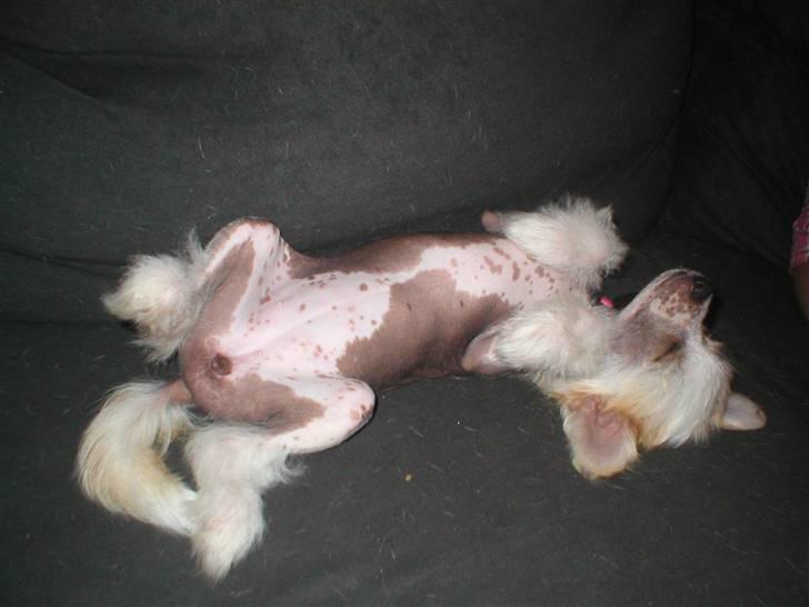 Chinese crested hårløs silje - Jeg tror lige, at jeg kan klare det billede 1