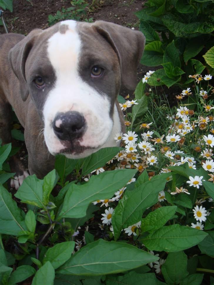 Amerikansk staffordshire terrier Valentin (Valle) billede 6