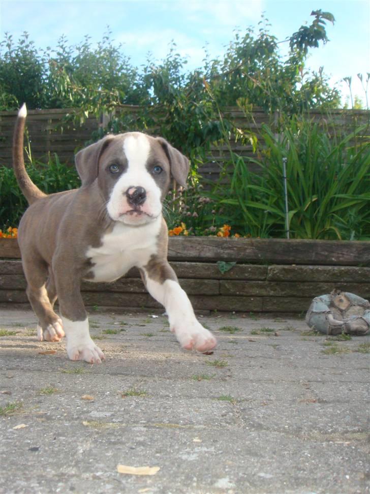 Amerikansk staffordshire terrier Valentin (Valle) billede 10