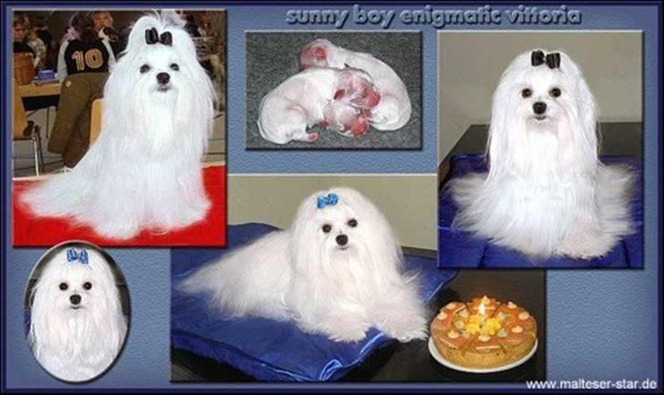 Malteser Sunny billede 2