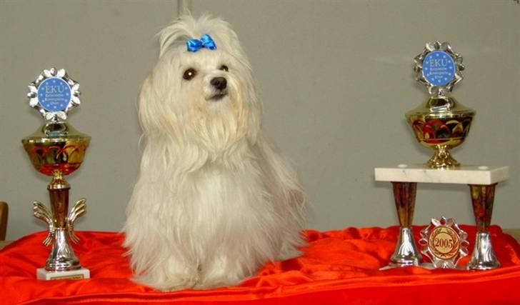 Malteser Sunny billede 3