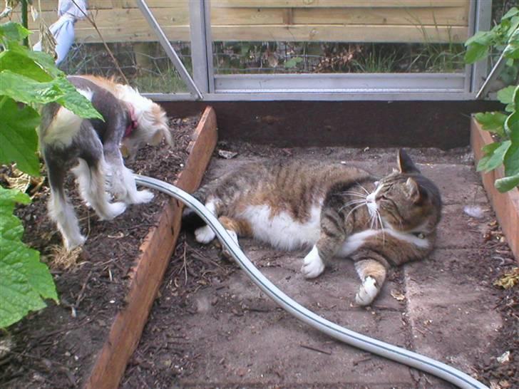 Chinese crested hårløs silje - Jeg prøver lige at være lidt farlig billede 2