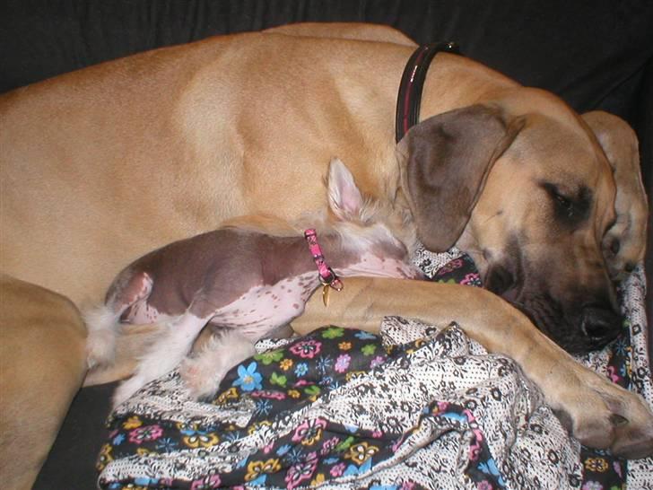 Chinese crested hårløs silje - Jeg kan lige nå at bruger min "storesøster" som hovedpude billede 3