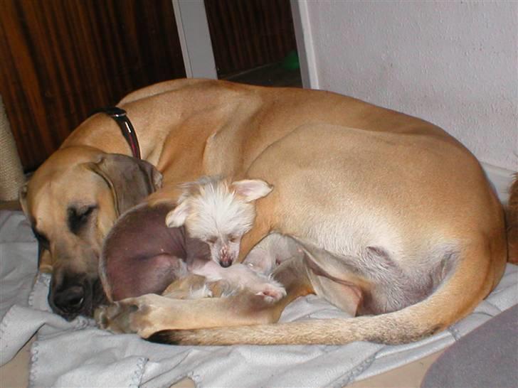 Chinese crested hårløs silje - Jeg elsker at putte, jeg er en lille putte gris billede 4