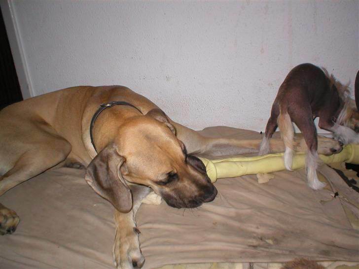 Chinese crested hårløs silje - Jeg vil rigtig gerne dele, når det er stort nok til to, og det er det her efter min mening billede 5