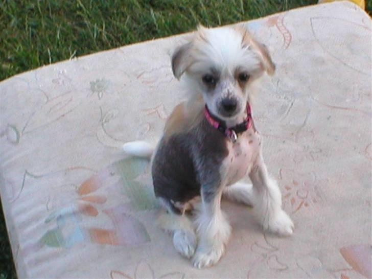 Chinese crested hårløs silje - Her er jeg en lille hvalpe basse billede 6
