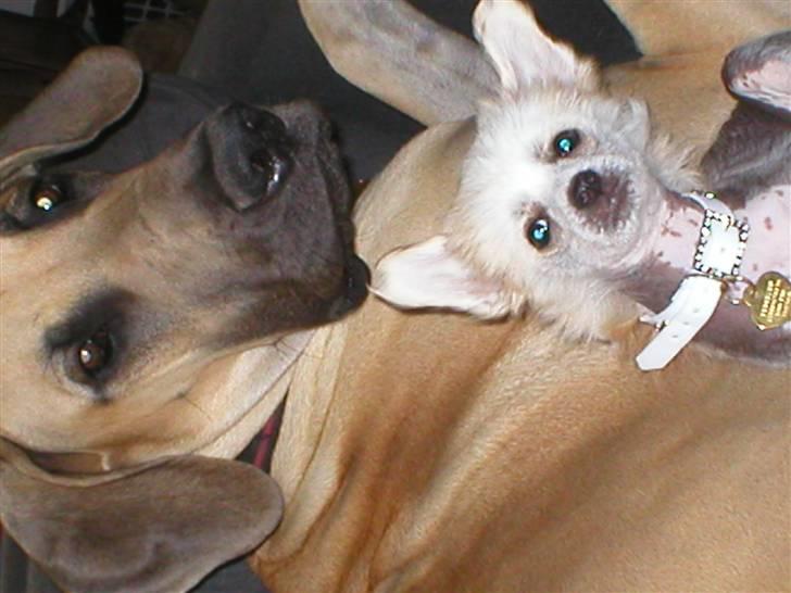 Chinese crested hårløs silje - Jeg skal lige se om jeg få det hele med =¤) billede 7