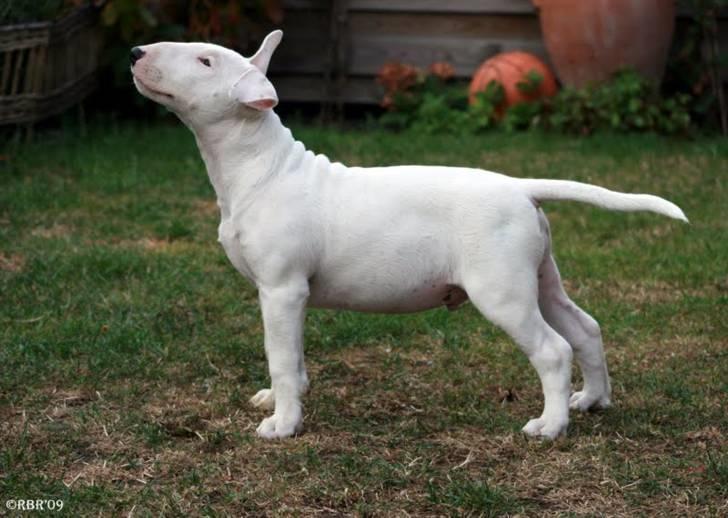 Bullterrier Henry - 3½ måned tiden flyver bare, nu skal han vel snart giftes ! ;O) billede 12