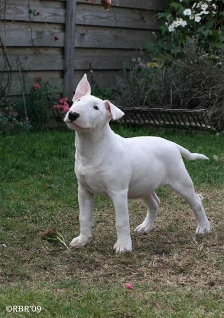 Bullterrier Henry billede 14