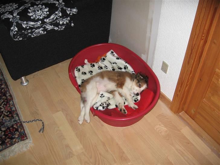 Kooikerhondje Dixie ** solgt ** billede 1