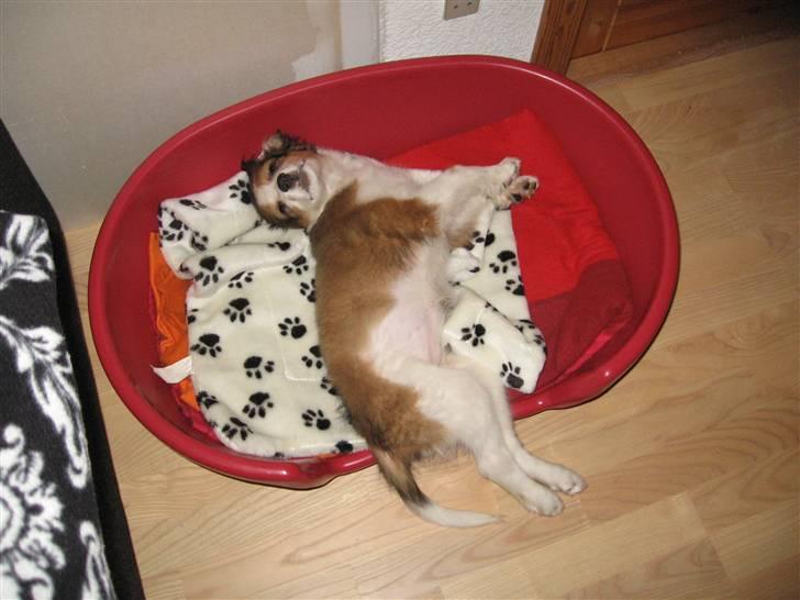 Kooikerhondje Dixie ** solgt ** billede 2