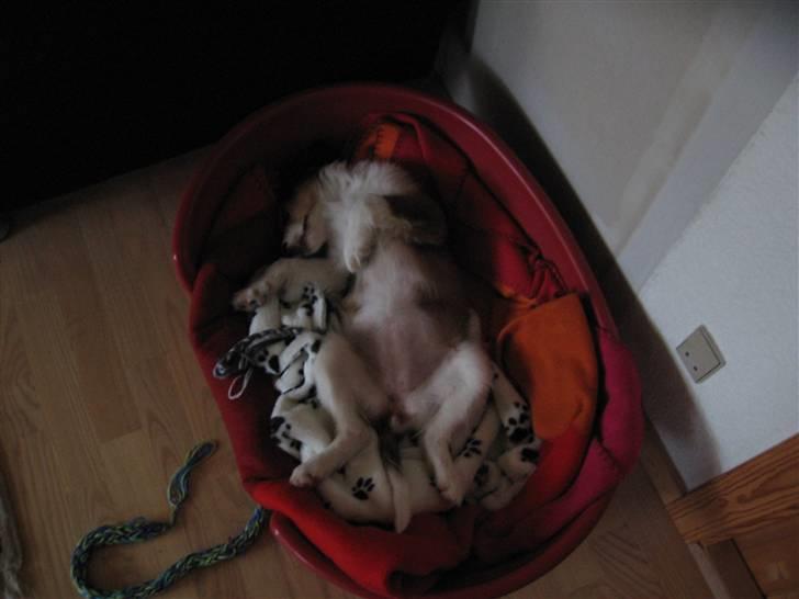 Kooikerhondje Dixie ** solgt ** billede 3