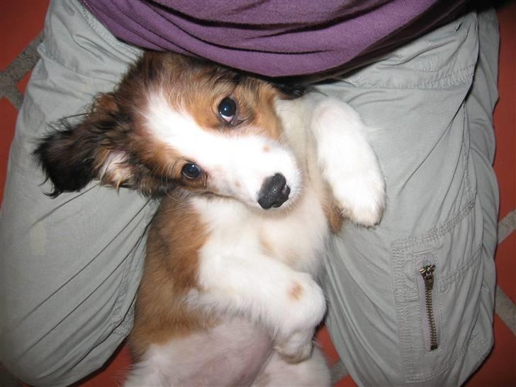 Kooikerhondje Dixie ** solgt ** billede 4