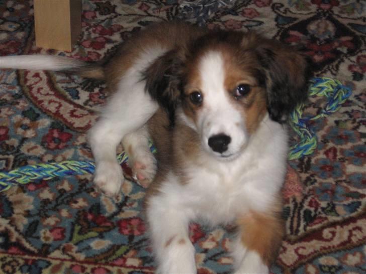 Kooikerhondje Dixie ** solgt ** billede 5