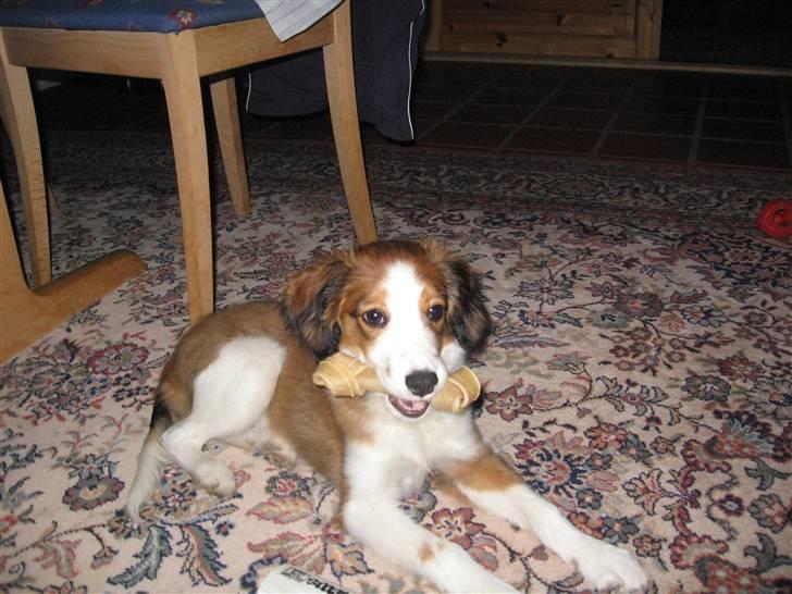 Kooikerhondje Dixie ** solgt ** billede 6
