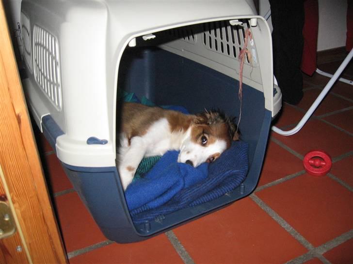 Kooikerhondje Dixie ** solgt ** billede 7