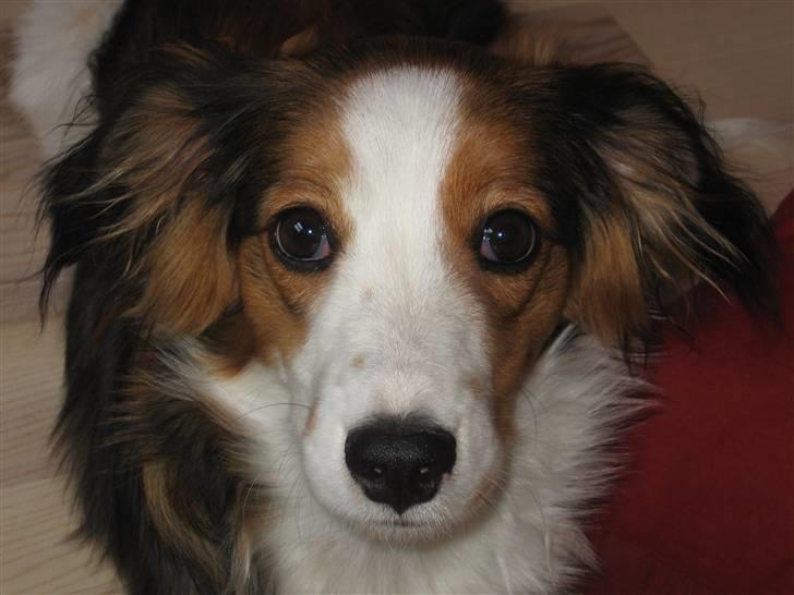 Kooikerhondje Dixie ** solgt ** billede 8